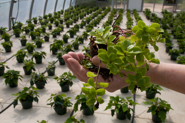 General Horticulture & Plant Science