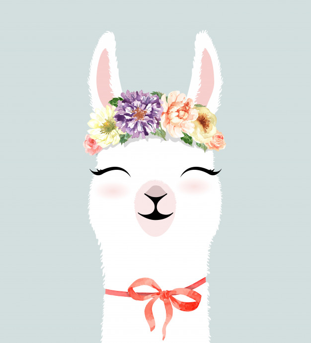 llama