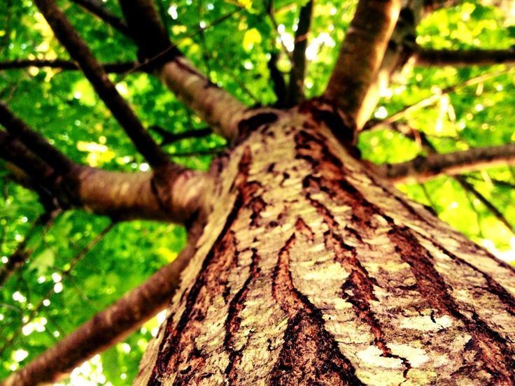 Thoughts are like trees the more you think the higher you reach! Thoughts are like trees the more you think the higher you reach!
