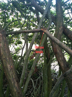 forest obtuse forest obtuse