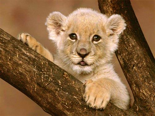 Sue Reynolds' Cub 