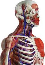 Skeleton 