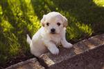 puppy 