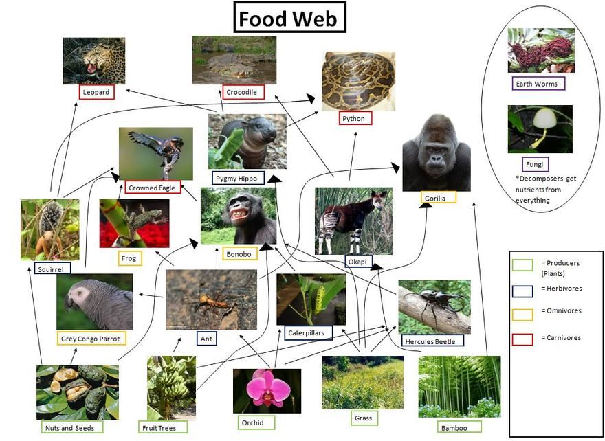 Food Web