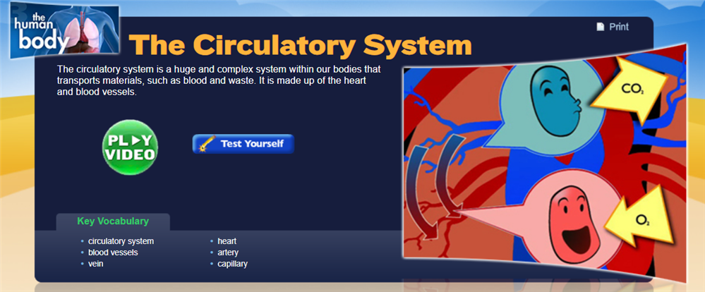 Study Jams: The Circulatory System
