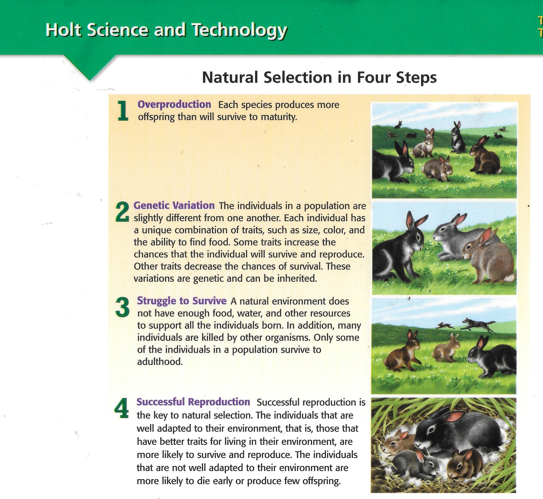 Natural Selection in Four Steps