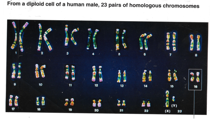 Human Male 23 pairs of Chromosomes
