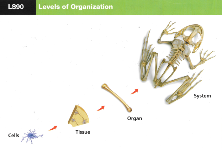 Levels of Organization