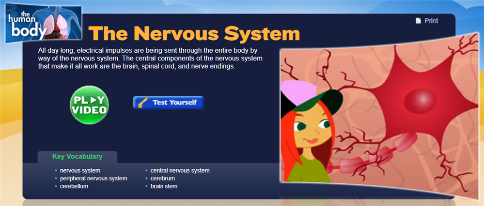 Study Jams: The Nervous System