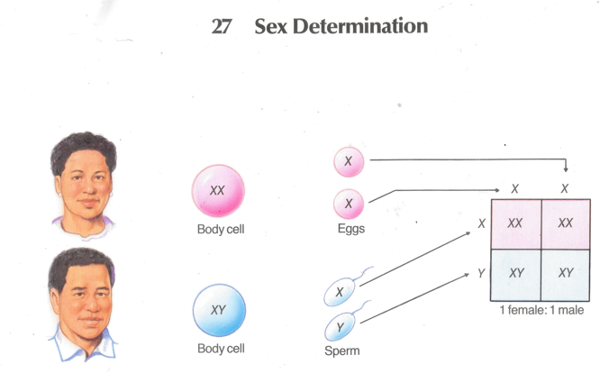 Sex Determination